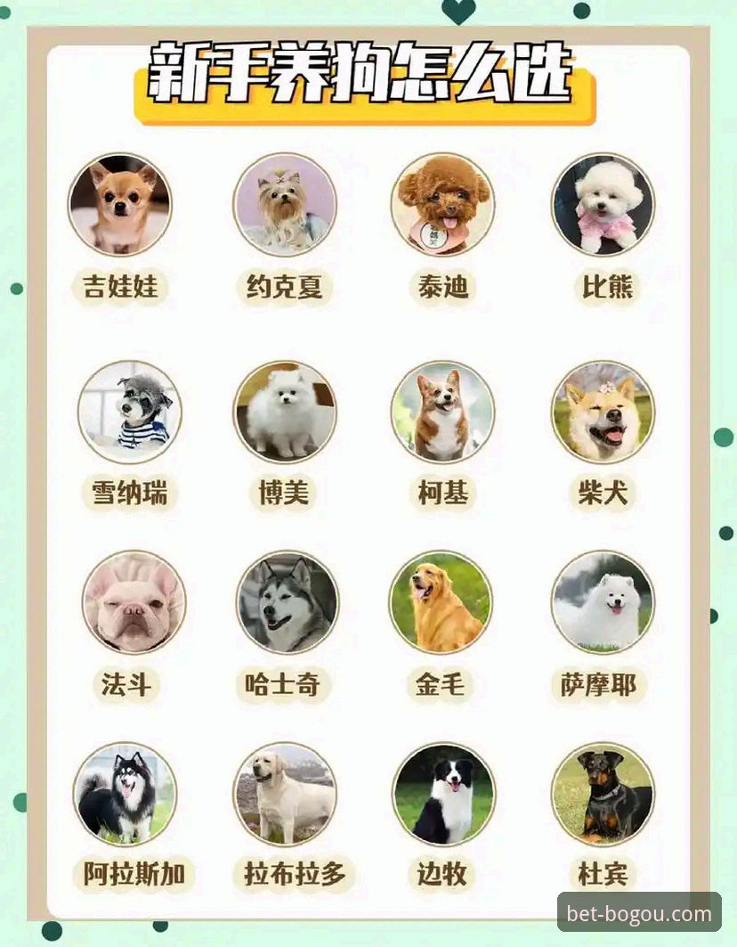 博狗网官方平台移动端登录与使用完整指南